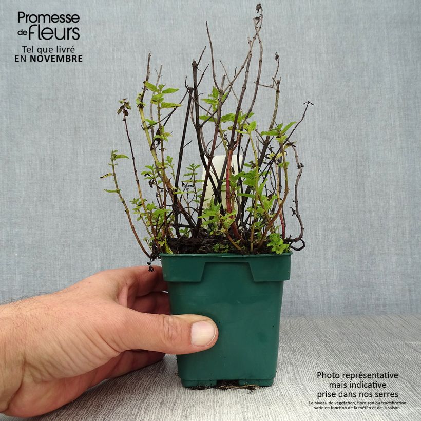Example of Ähren-Minze Hollywood - Mentha spicata Topf 10 cm/11cm as you get in automne