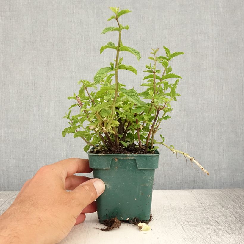 Exemplar von Ähren-Minze Hollywood - Mentha spicata Topf 10 cm/11cm wie im Sommer geliefert