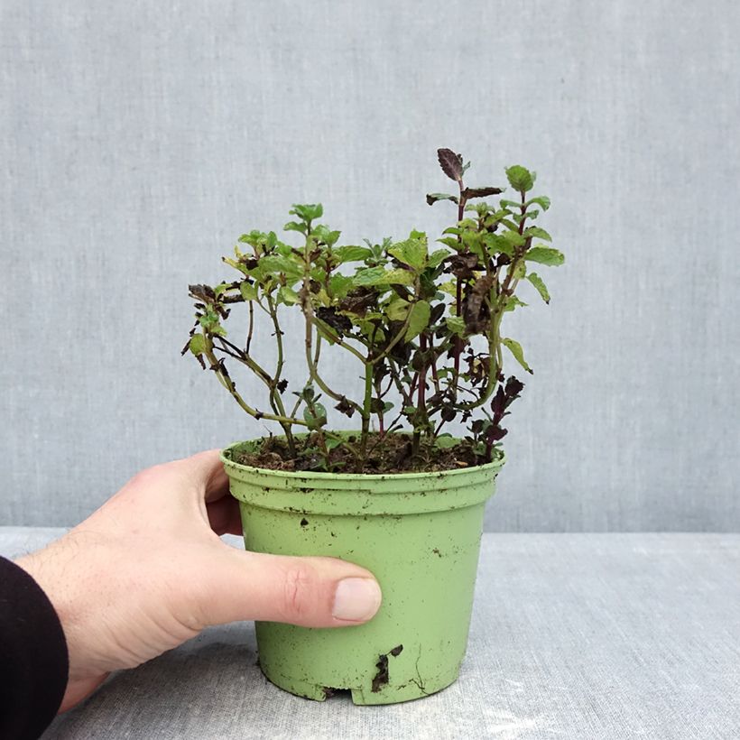 Exemplar von Ähren-Minze Bio - Mentha spicata Topf 10 cm/11cm wie im Winter geliefert