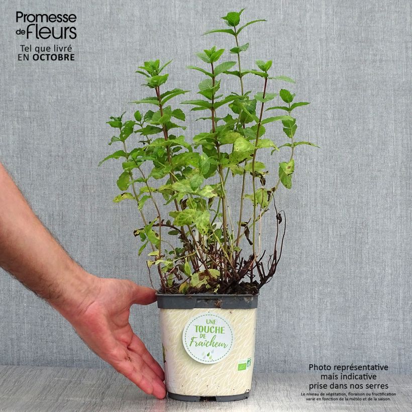 Example of Ähren-Minze Bio - Mentha spicata Topf mit 2L/3L as you get in automne
