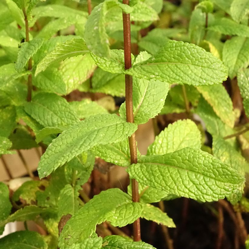 Ähren-Minze Bio - Mentha spicata (Foliage)