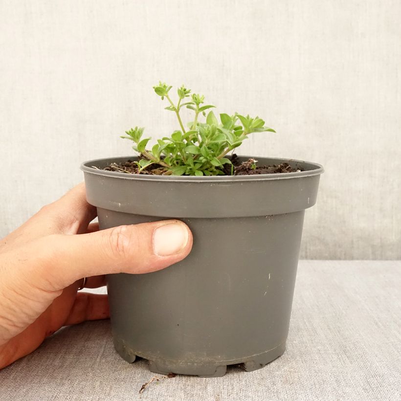 Example of Pferdezunge - Mertensia maritima Topf mit 1L/1,5L as you get in ete