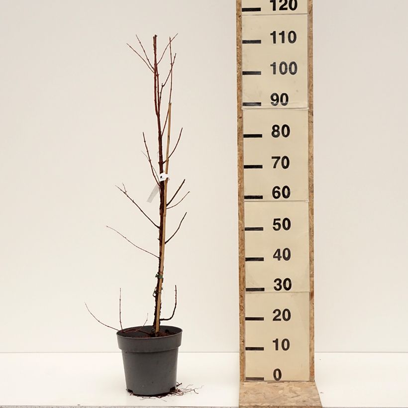 Exemplar von Metasequoia glyptostroboides Amber Glow  - Urweltmammutbaum Topf mit 4L/5L wie im Winter geliefert