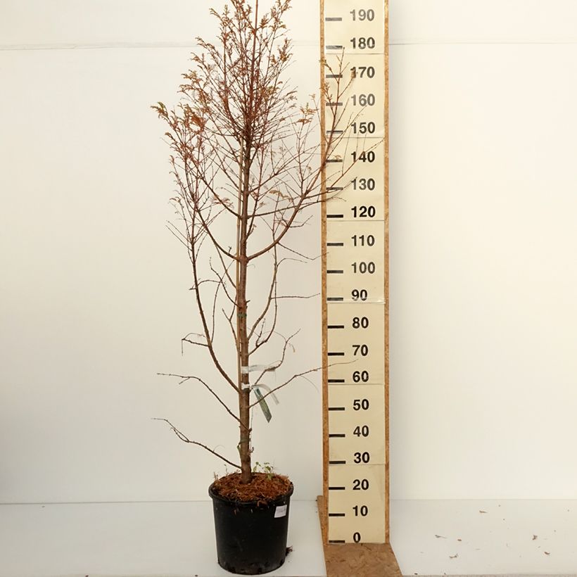 Exemplar von Metasequoia glyptostroboides Chubby - Urweltmammutbaum Topf mit 12L/15L wie im Herbst geliefert