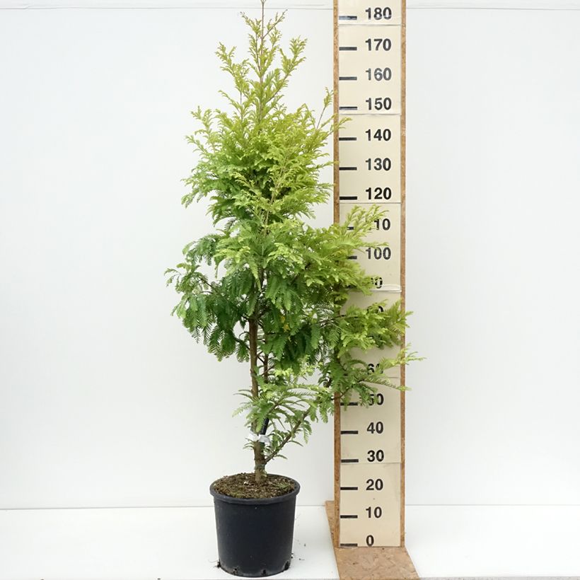 Example of Metasequoia glyptostroboides Chubby - Urweltmammutbaum Topf mit 12L/15L as you get in ete