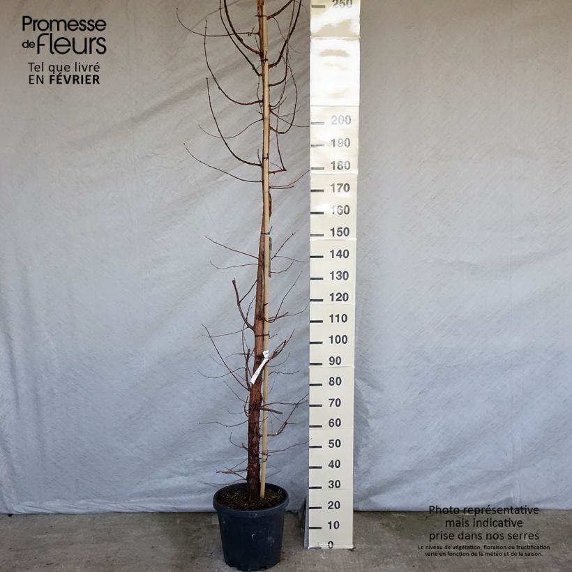 Exemplar von Metasequoia glyptostroboides - Urweltmammutbaum Topf mit 18L/20L wie im Winter geliefert