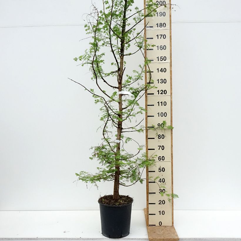 Exemplar von Metasequoia glyptostroboides - Urweltmammutbaum Topf mit 18L/20L wie im Sommer geliefert