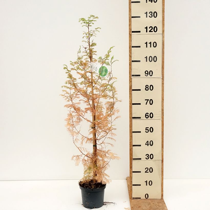 Exemplar von Metasequoia glyptostroboides - Urweltmammutbaum Topf mit 3L/4L wie im Herbst geliefert