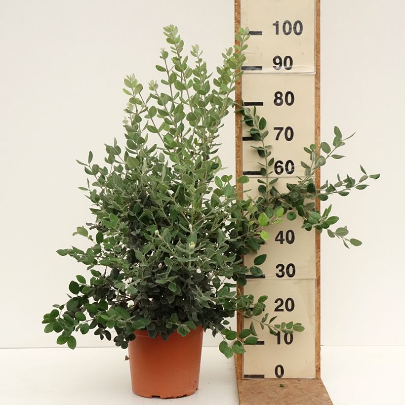 Exemplar von Metrosideros excelsa - Neuseeländischer Eisenholzbaum Topf mit 7,5L/10L wie im Herbst geliefert