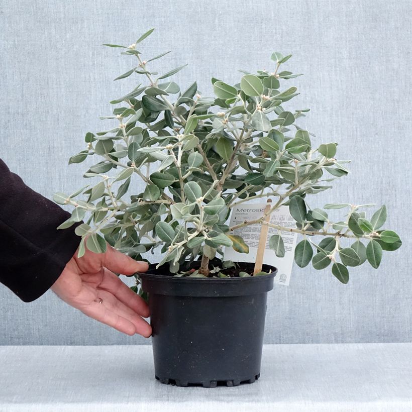 Exemplar von Metrosideros excelsa Aurea - Neuseeländischer Eisenholzbaum Topf mit 2L/3L wie im Frühjahr geliefert