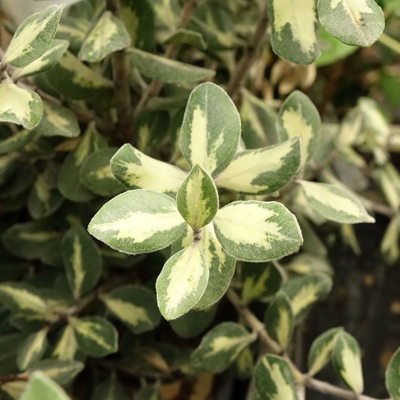 Metrosideros kermadecensis Aureomarginata - Eisenholzbaum (Foliage)