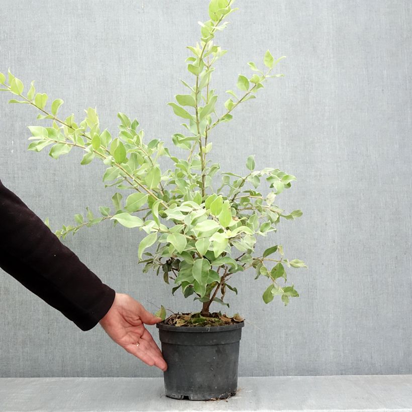 Exemplar von Metrosideros x thomasii - Eisenholzbaum Topf mit 3L/4L wie im Herbst geliefert