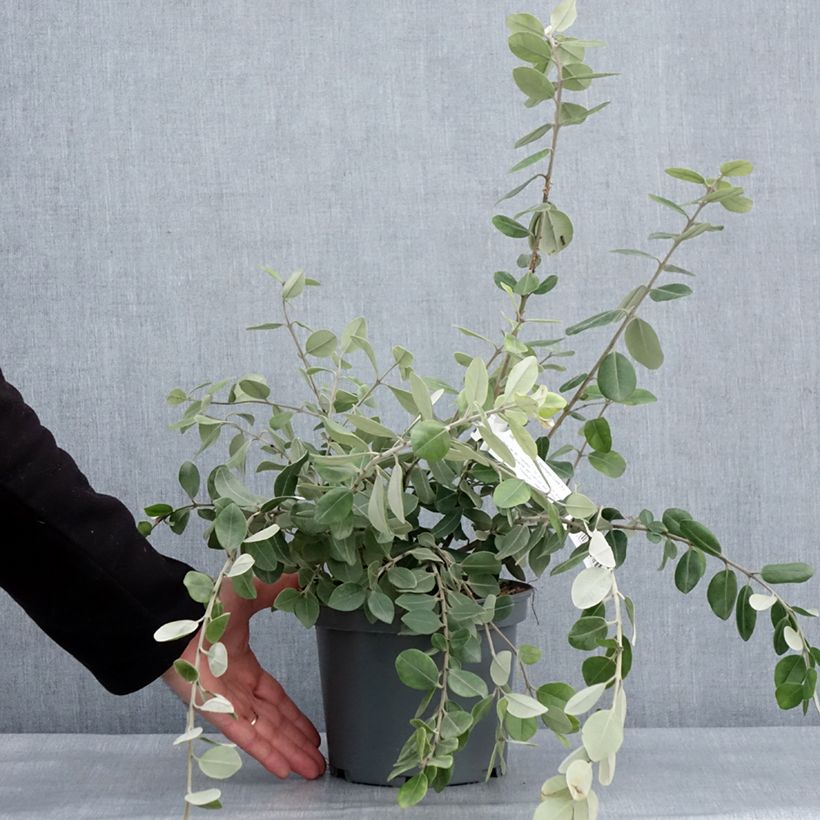 Example of Metrosideros x thomasii - Eisenholzbaum Topf mit 3L/4L as you get in hiver