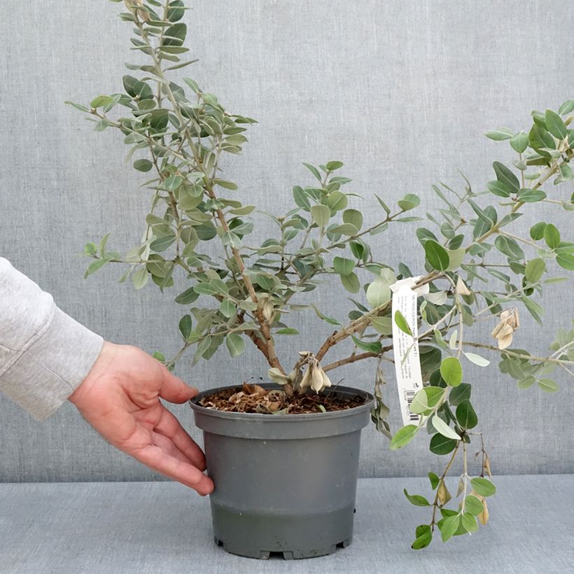 Exemplar von Metrosideros x thomasii - Eisenholzbaum Topf mit 3L/4L wie im Frühjahr geliefert