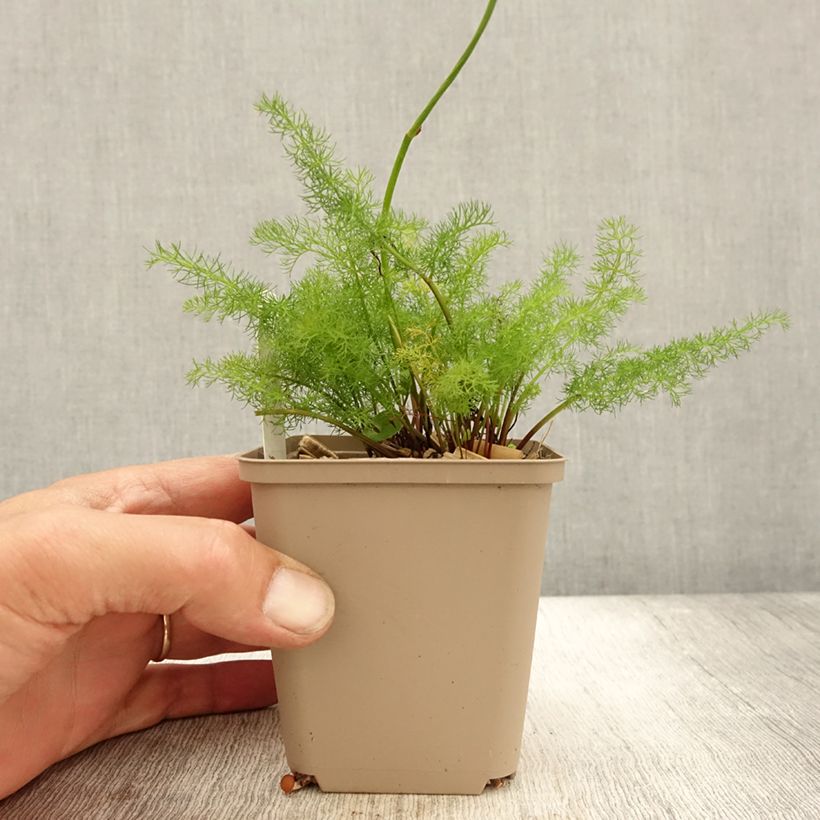 Example of Bärwurz - Meum athamanticum Kleine Töpfe von 8/9 cm as you get in automne