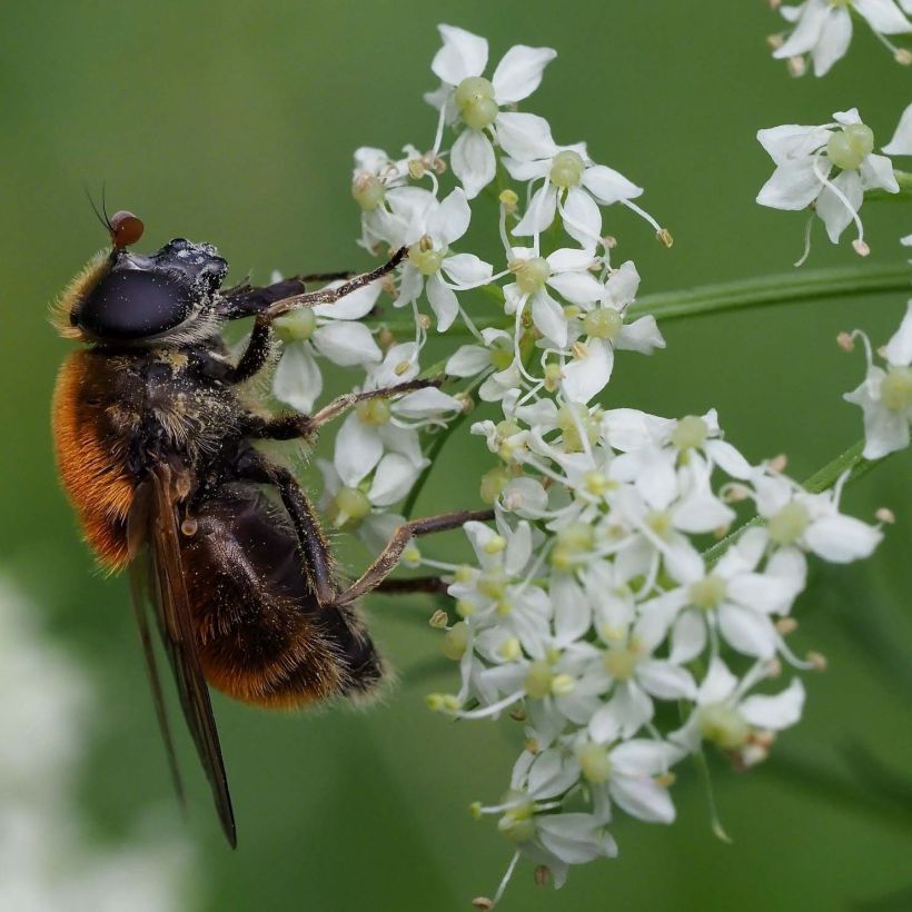 Bärwurz - Meum athamanticum (Flowering)