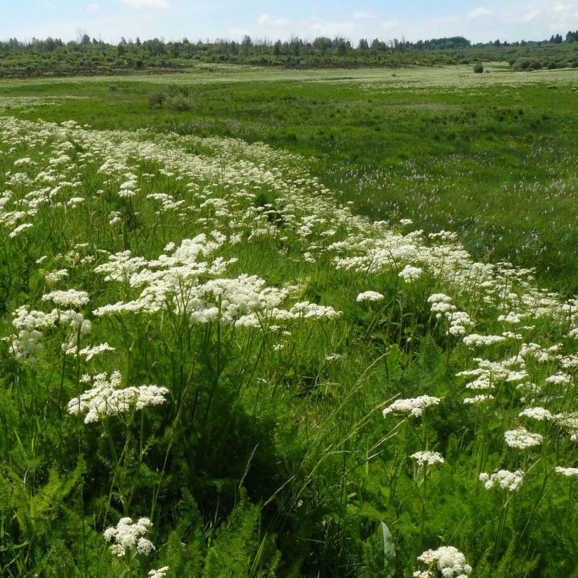 Bärwurz - Meum athamanticum (Plant habit)