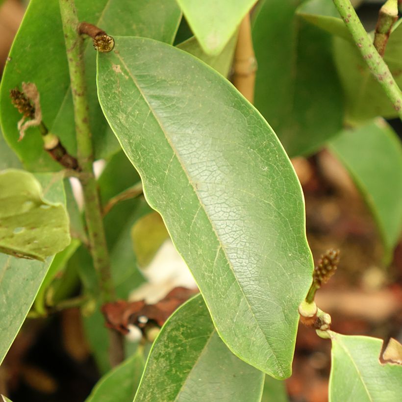 Magnolia Fairy Lime - Magnolie (Foliage)
