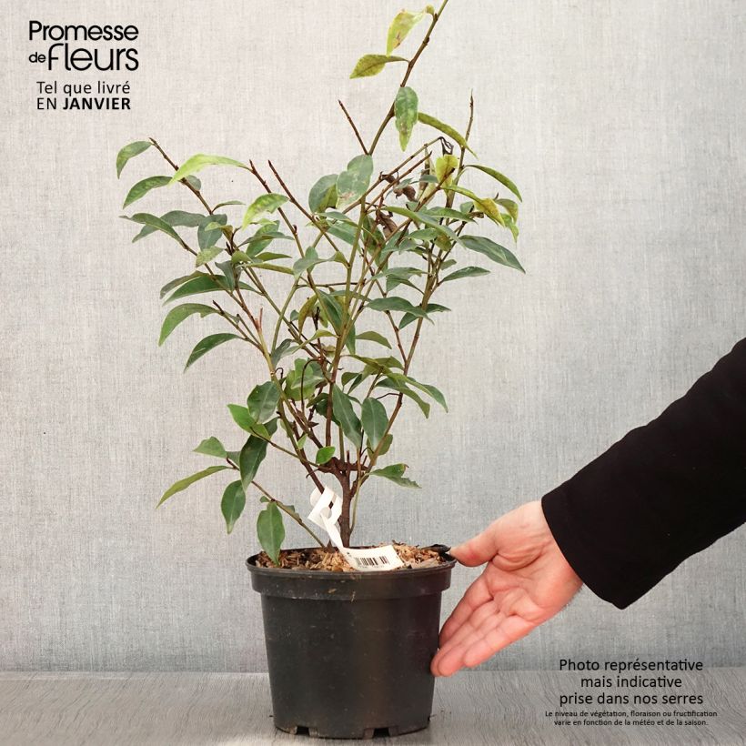 Exemplar von Magnolia figo - Bananenstrauch Topf mit 2L/3L wie im Winter geliefert