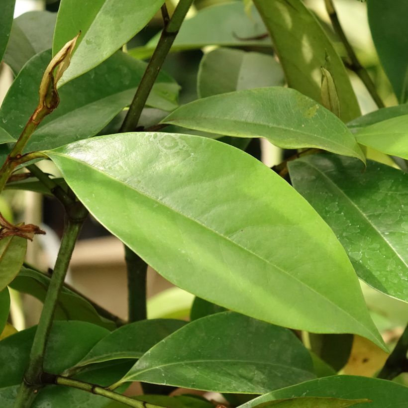 Magnolia foggii Allspice - Magnolie (Foliage)
