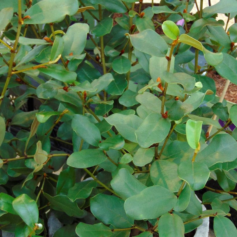 Magnolia yunnanensis Gail's Favorite - Yunnan-Magnolie (Foliage)