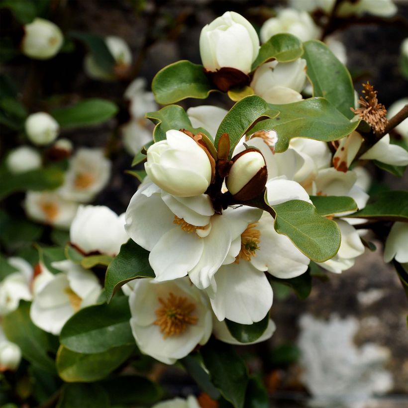 Magnolia yunnanensis Gail's Favorite - Yunnan-Magnolie (Flowering)