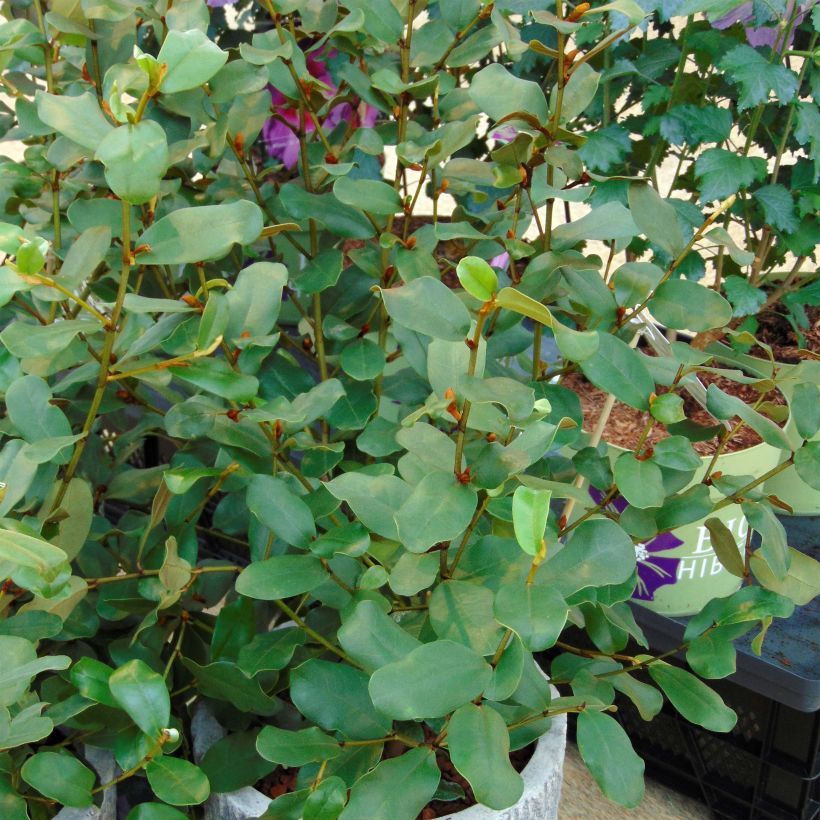 Magnolia yunnanensis Gail's Favorite - Yunnan-Magnolie (Plant habit)