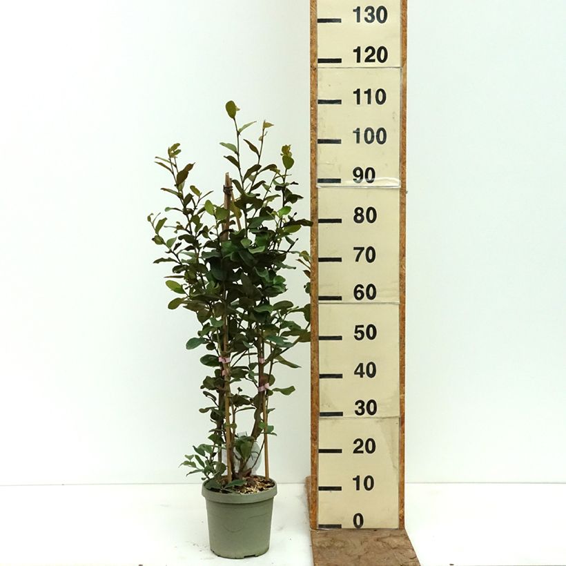 Exemplar von Magnolia yunnanensis Gail's Favorite - Yunnan-Magnolie Topf mit 4L/5L wie im Frühjahr geliefert