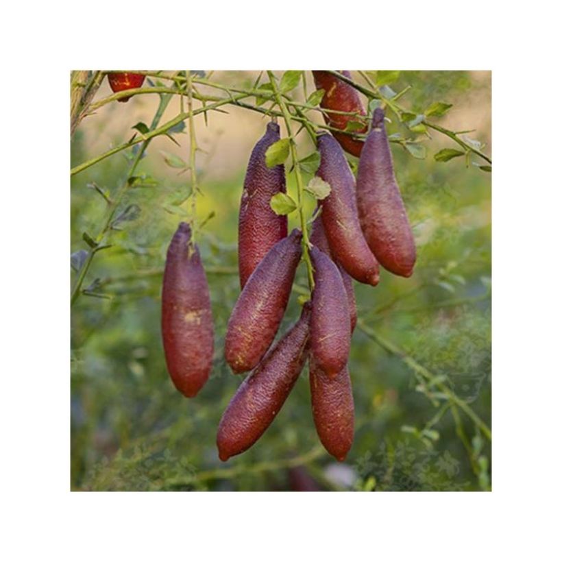 Australische Fingerlimette - Microcitrus australasica (Harvest)