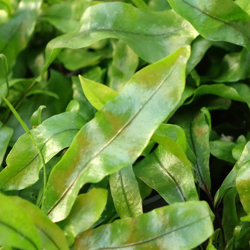 Javafarn - Microsorum pteropus (Laub)