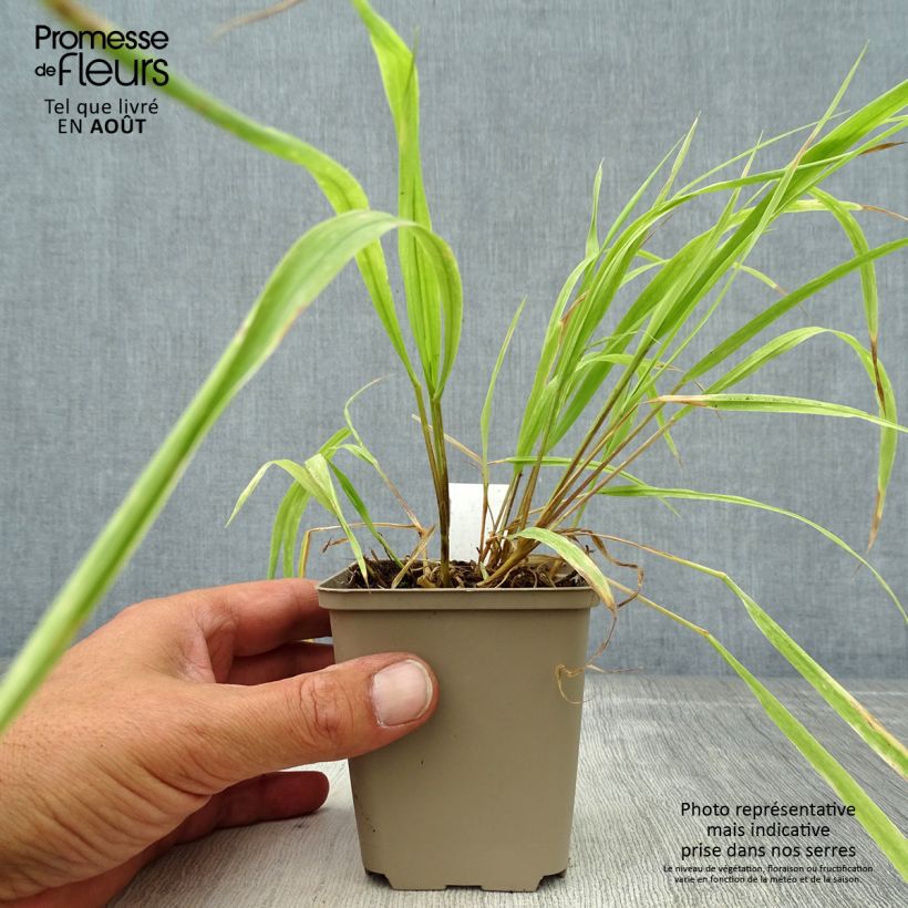 Exemplar von Milium effusum Aureum - Flattergras Kleine Töpfe von 8/9 cm wie im Sommer geliefert