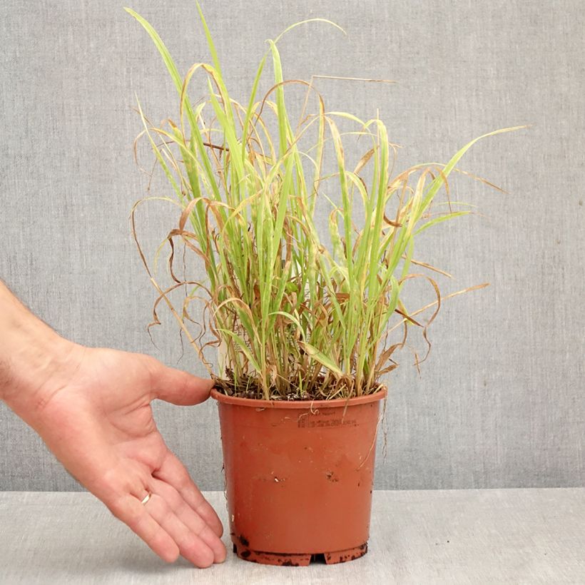 Exemplar von Milium effusum Aureum - Flattergras Topf mit 1L/1,5L wie im Herbst geliefert