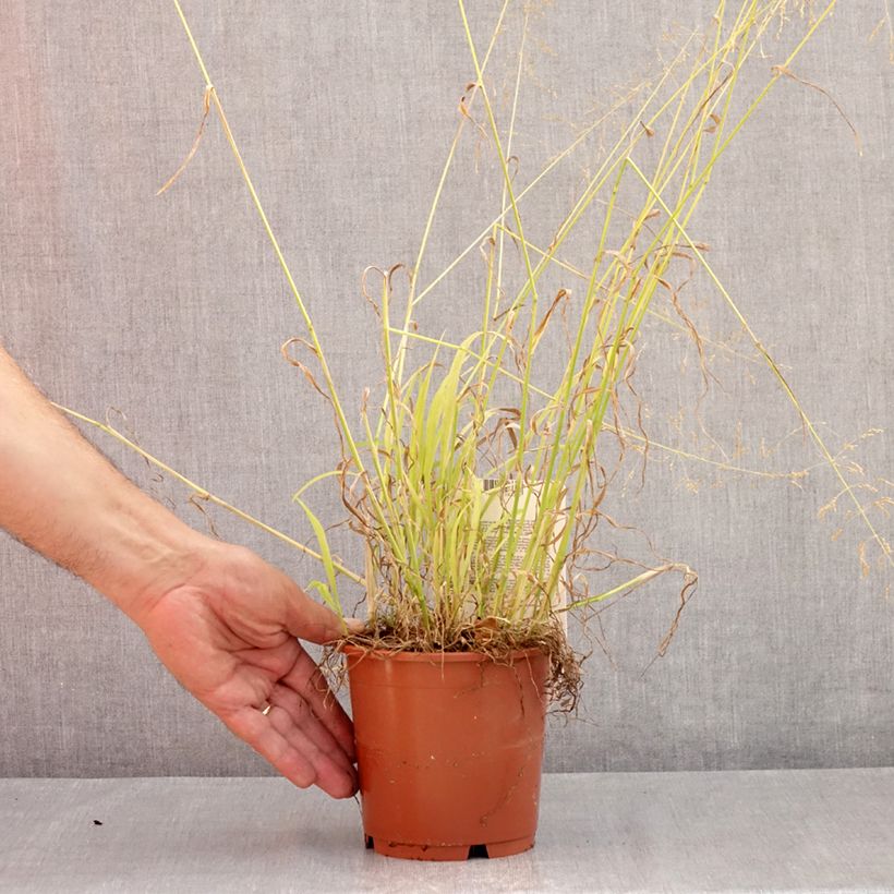 Example of Milium effusum Aureum - Flattergras Topf mit 1L/1,5L as you get in ete