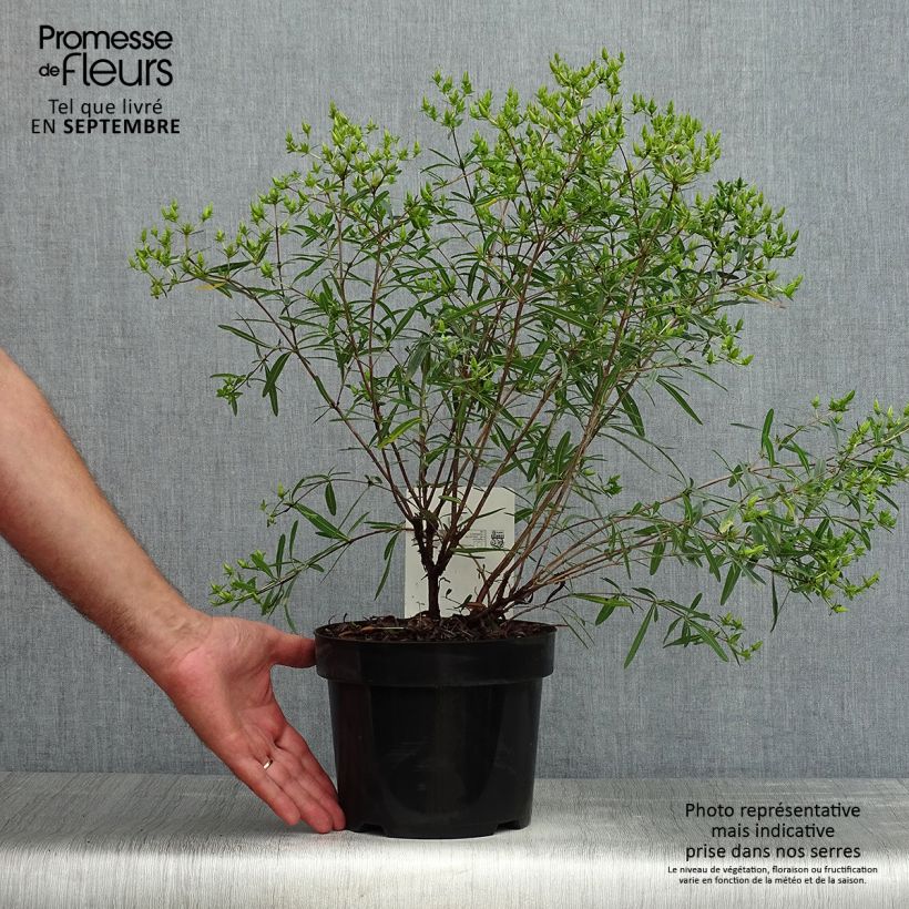 Exemplar von Hypericum kalmianum Gemo - Johanniskraut Topf mit 3L/4L wie im Sommer geliefert