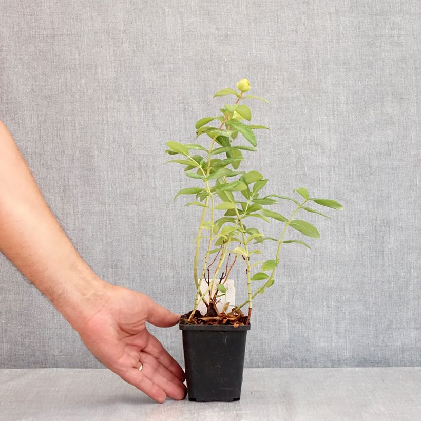 Example of Hypericum calycinum - Kelchiges Johanniskraut Kleine Töpfe von 7/8 cm as you get in ete