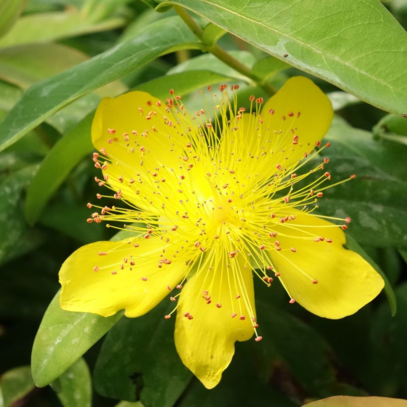 Hypericum calycinum - Kelchiges Johanniskraut (Flowering)