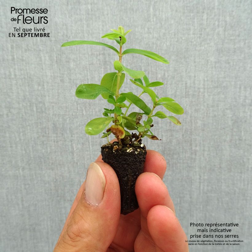 Example of Hypericum calycinum - Kelchiges Johanniskraut Mini-Plug Ø 1,5/2,5 cm as you get in automne