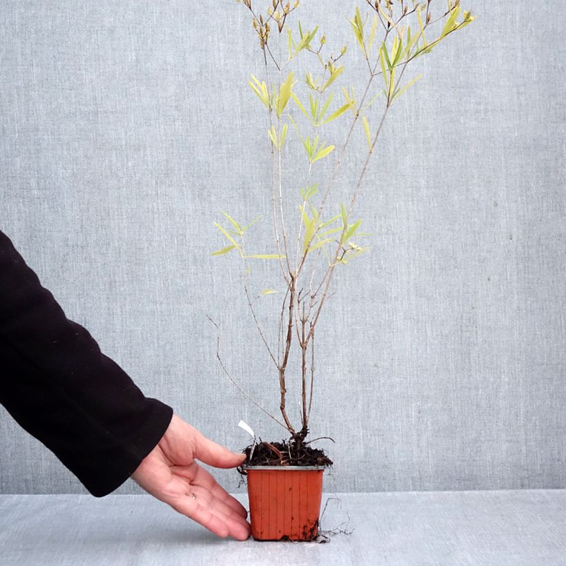 Exemplar von Hypericum densiflorum Buttercup - Johanniskraut Kleine Töpfe von 8/9 cm wie im Herbst geliefert