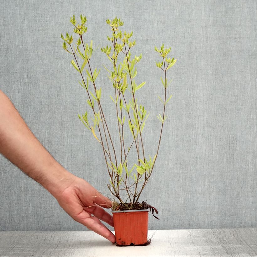 Example of Hypericum densiflorum Buttercup - Johanniskraut Kleine Töpfe von 8/9 cm as you get in ete