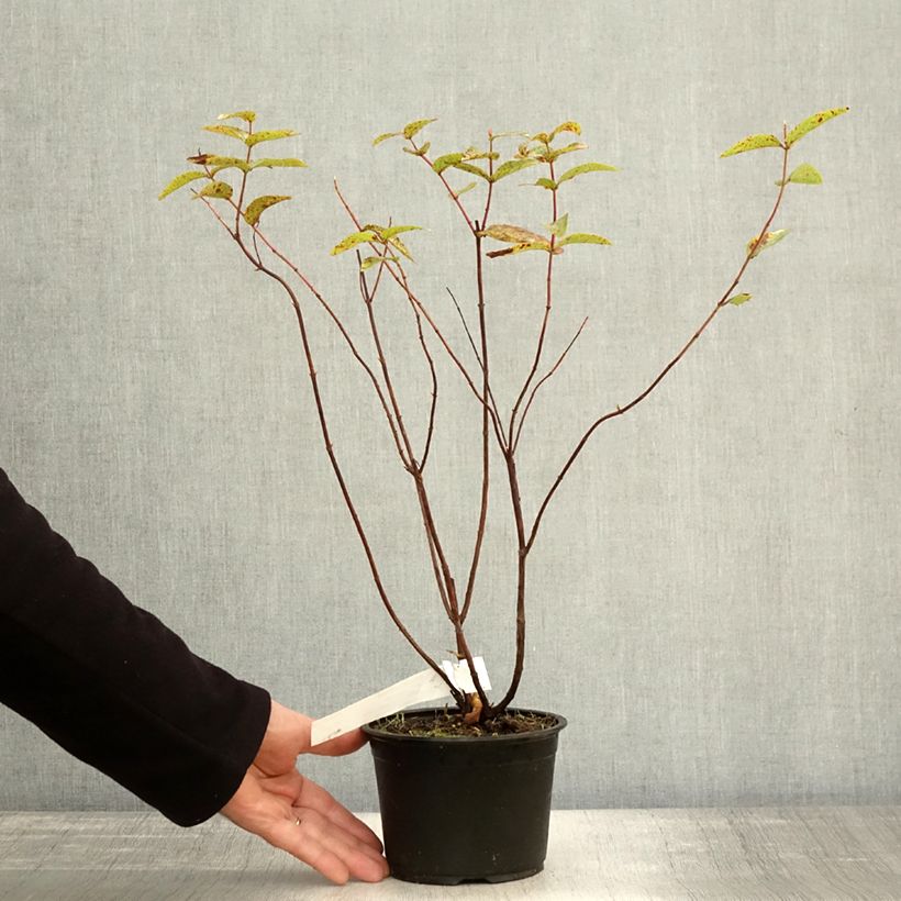 Example of Hypericum Elstead - Johanniskraut Topf mit 1,5L/2L as you get in automne