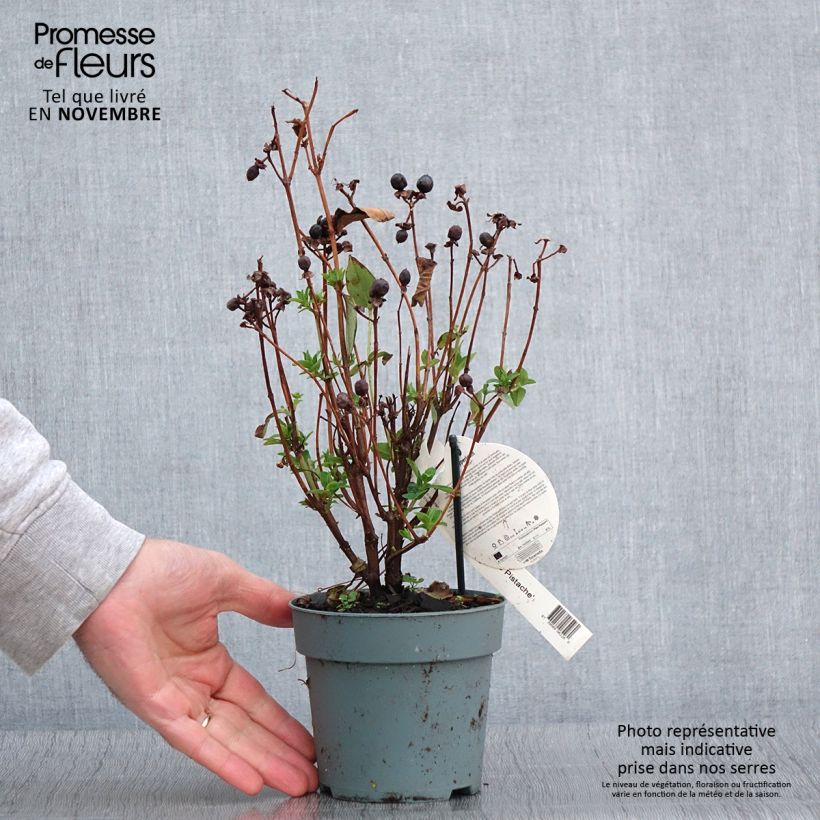 Example of Hypericum Miracle Pistache - Johanniskraut Topf mit 2L/3L as you get in automne