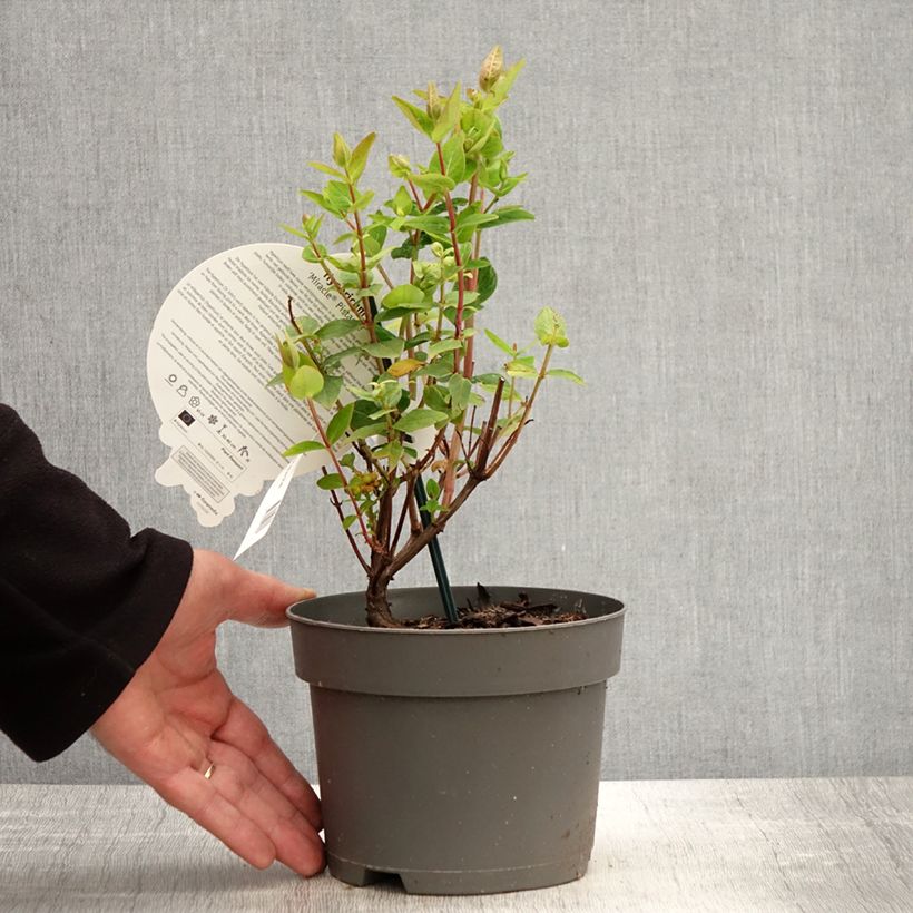 Exemplar von Hypericum Miracle Pistache - Johanniskraut Topf mit 2L/3L wie im Frühjahr geliefert