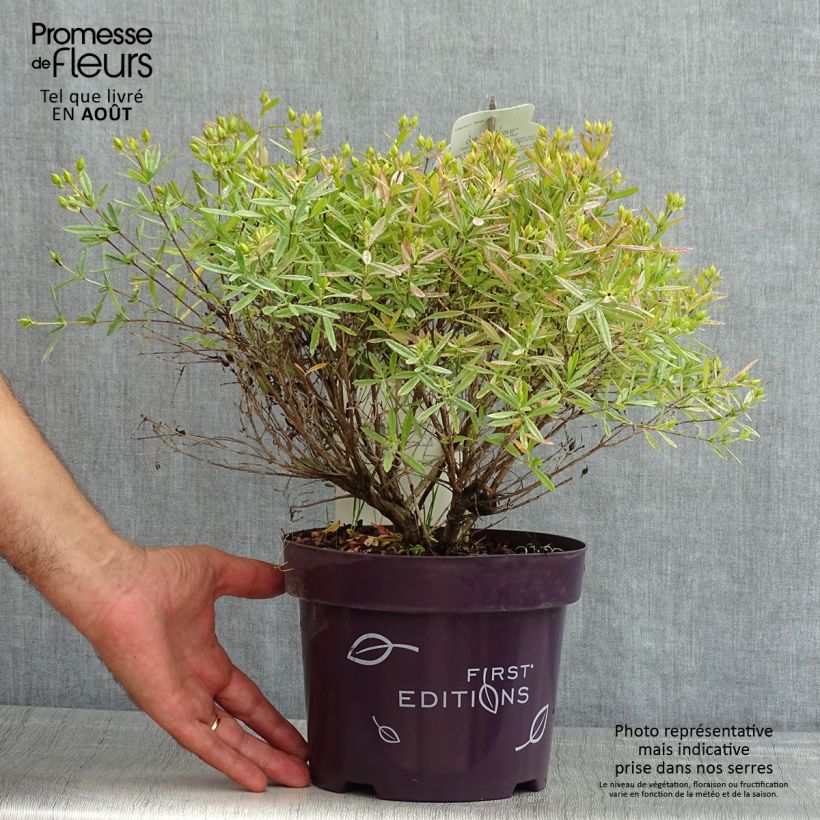 Exemplar von Hypericum kalmianum Cobalt-n-Gold - Johanniskraut Topf mit 2L/3L wie im Sommer geliefert