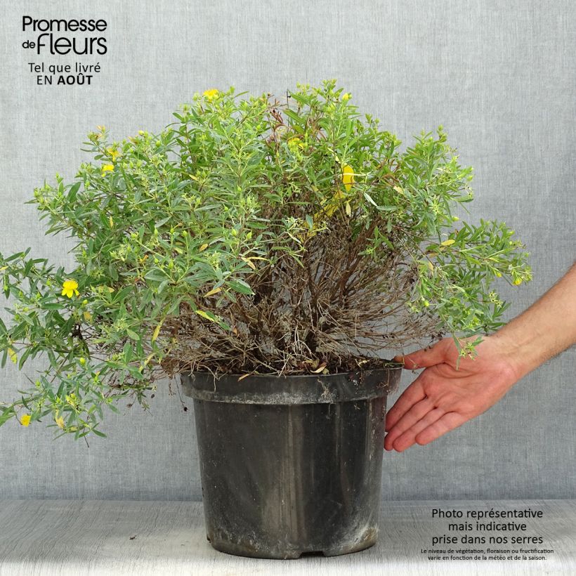 Exemplar von Hypericum kalmianum Cobalt-n-Gold - Johanniskraut Topf mit 7,5L/10L wie im Sommer geliefert