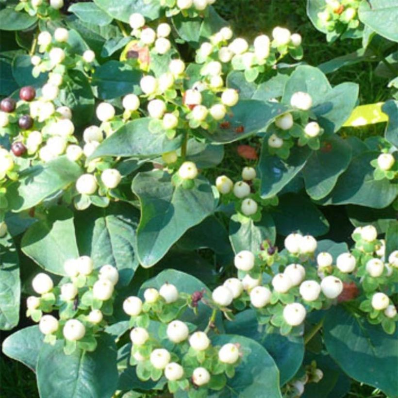 Hypericum Magical White - Johanniskraut (Flowering)