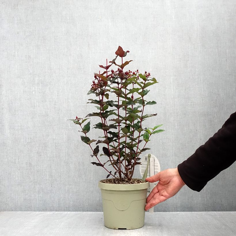 Exemplar von Hypericum MIRACLE Night - Johanniskraut Topf mit 3L/4L wie im Herbst geliefert