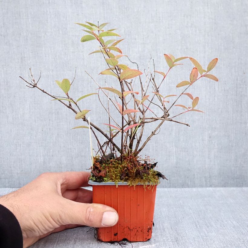 Exemplar von Hypericum moserianum Tricolor - Johanniskraut Kleine Töpfe von 8/9 cm wie im Herbst geliefert