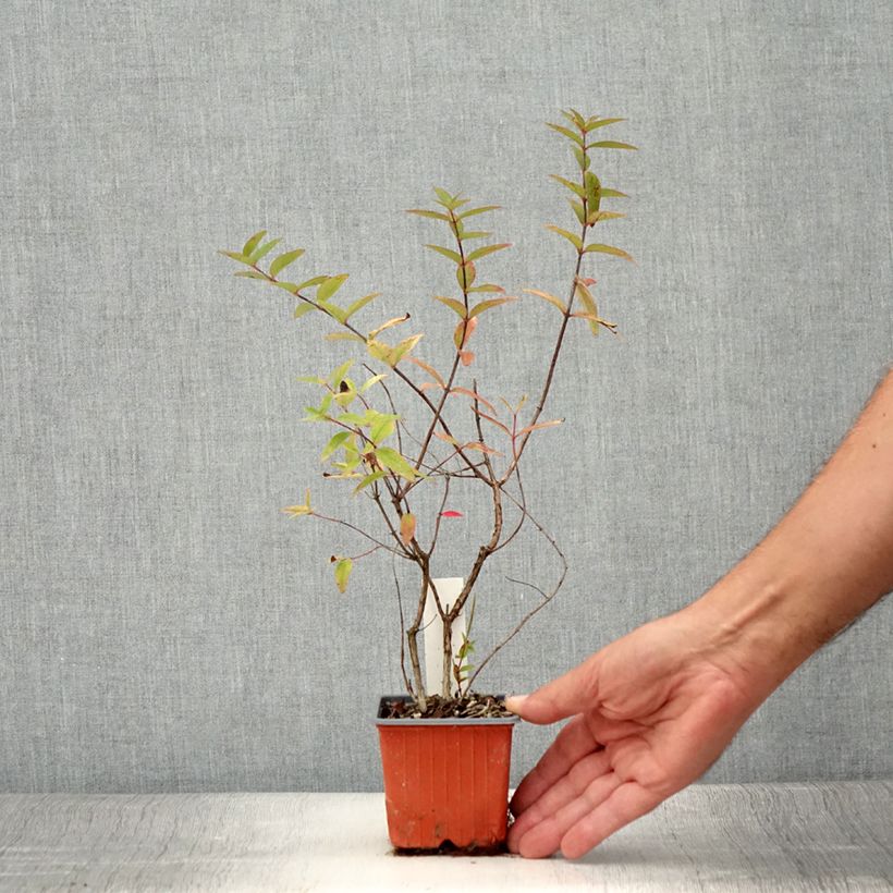 Example of Hypericum moserianum Tricolor - Johanniskraut Kleine Töpfe von 8/9 cm as you get in ete