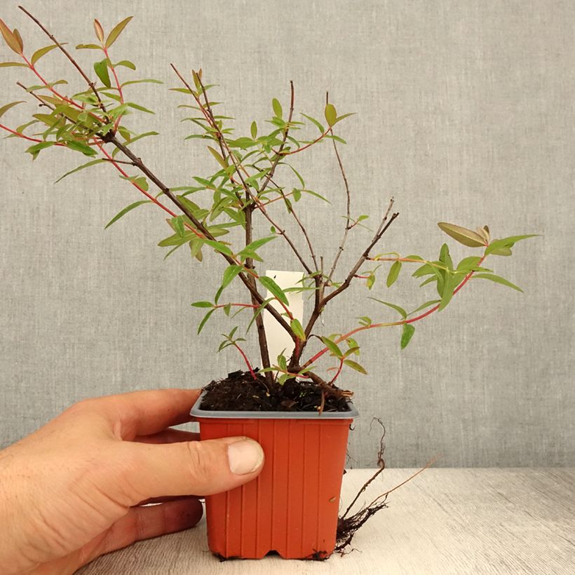 Exemplar von Hypericum moserianum Tricolor - Johanniskraut Kleine Töpfe von 8/9 cm wie im Frühjahr geliefert