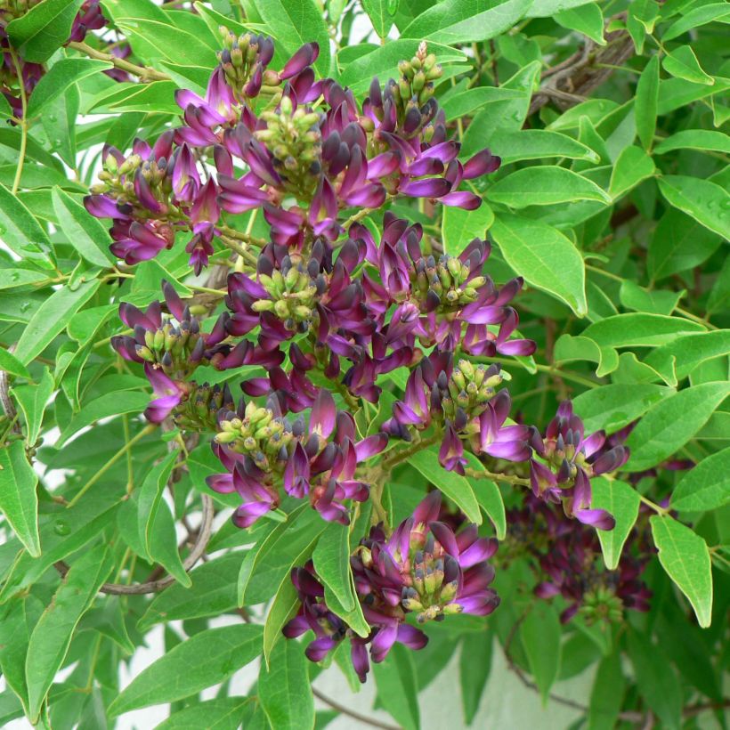 Millettia japonica Satsuma - Zwerg Blauregen (Flowering)